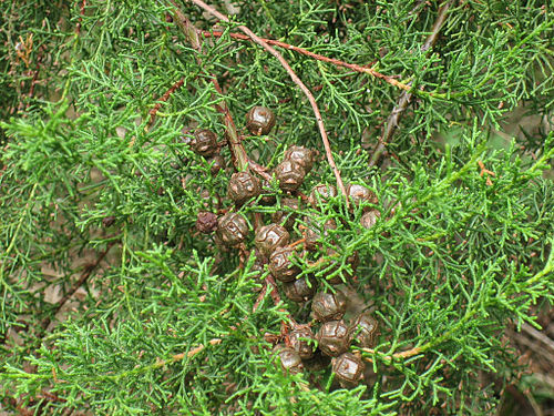 Cupressus lusitanica